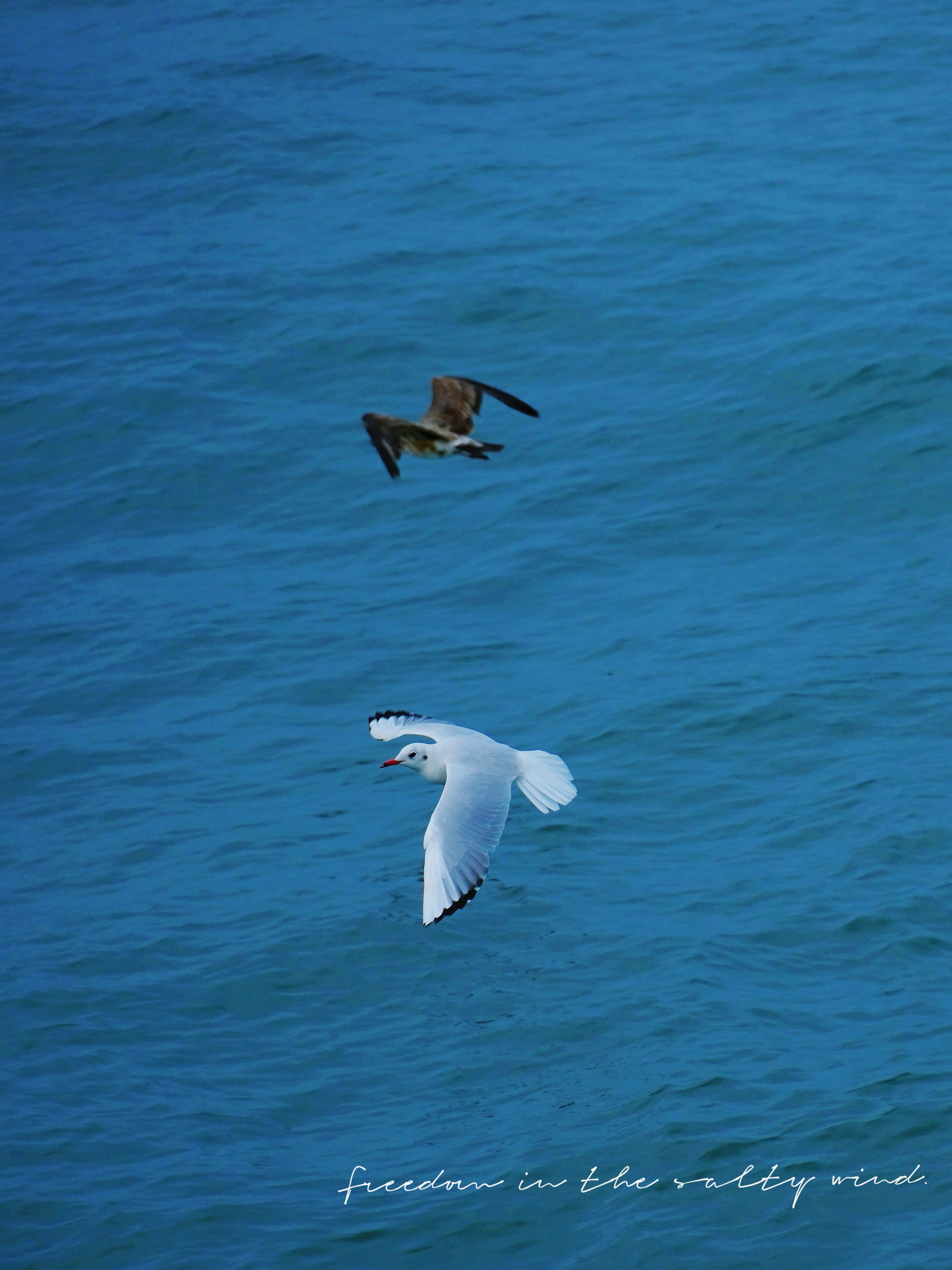 记 · 《旅行 ·  青岛》